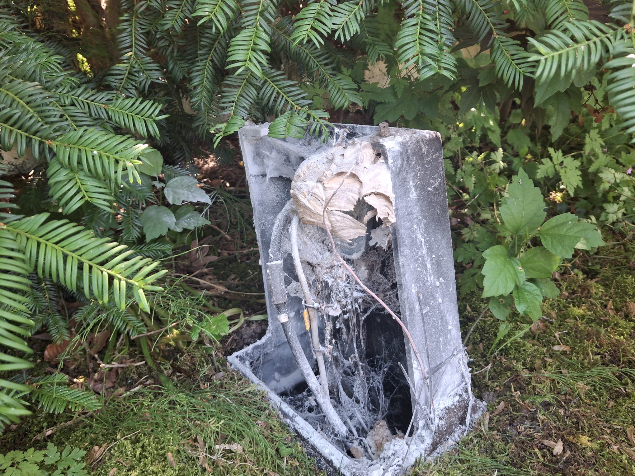 Nest Aziatische hoornaar verwijderd in Willebroek